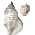 thumbnail image 2 of Loreth, Lanie 26x32 White Modern Wood Framed Museum Art Print Titled - Tonal Shell I, 2 of 4