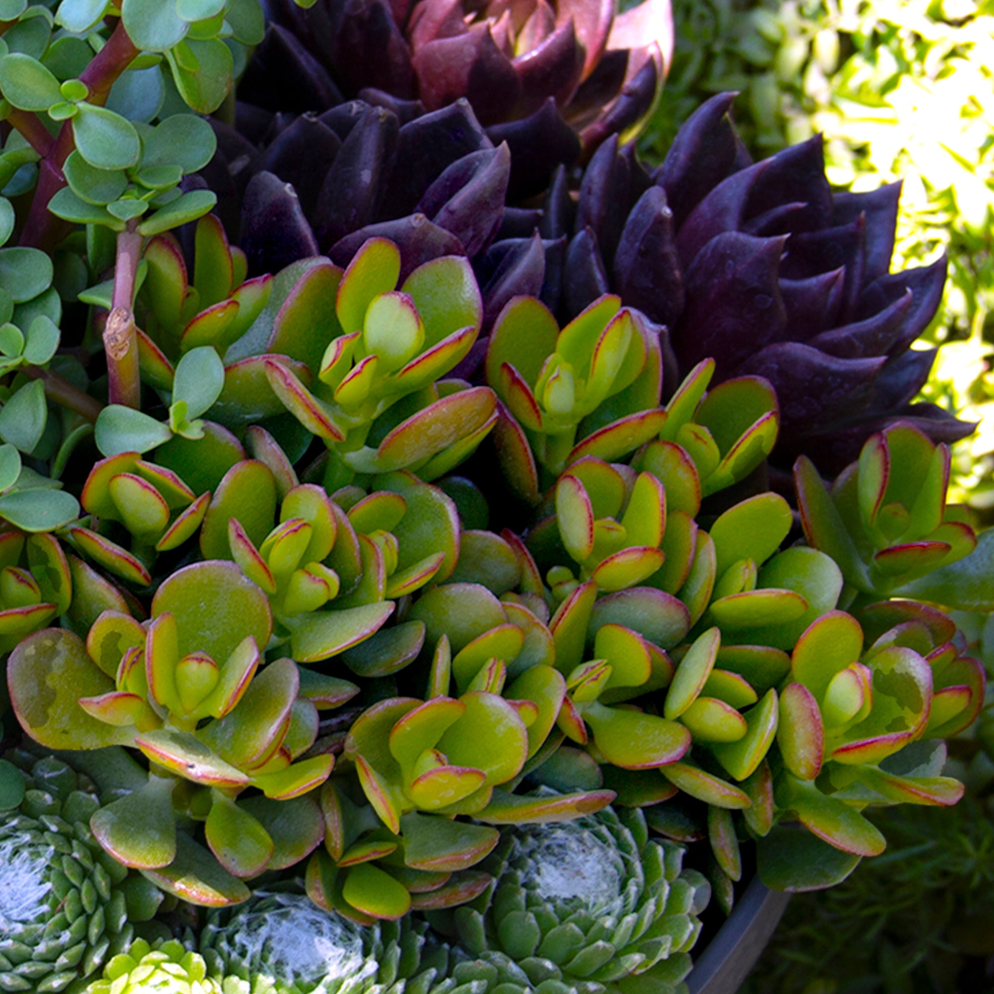 Altman Plants Classic Jade Succulents (3-pack), Easy House Plants in 3.5 in. Grower Pots