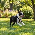 thumbnail image 4 of Vibrant Life Nylon Adjustable Step-In Dog Harness, Black, S, 4 of 10