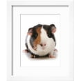 thumbnail image 2 of Domestic Guinea Pig Cavia porcellus adult, Framed Art Print Wall Art by Chris Brignell Sold by Art.Com, 2 of 5
