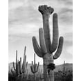 thumbnail image 2 of Adams, Ansel 20x24 Gold Ornate Wood Framed with Double Matting Museum Art Print Titled - Full view of cactus with others surrounding, Saguaros, Saguaro National Monument, Arizona, ca. 1941-, 2 of 4