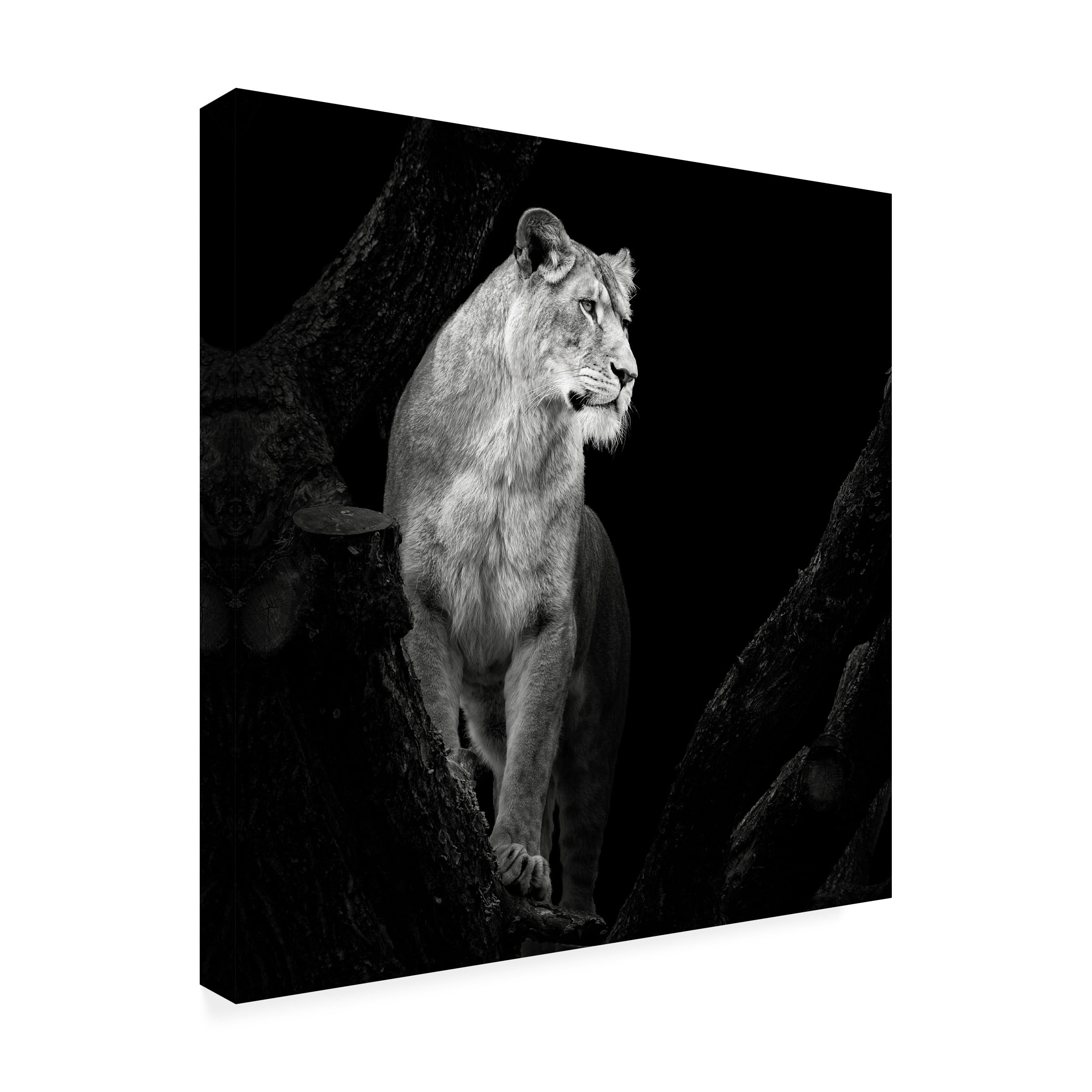 Trademark Fine Art Christian Meermann Lioness Canvas Wall Art