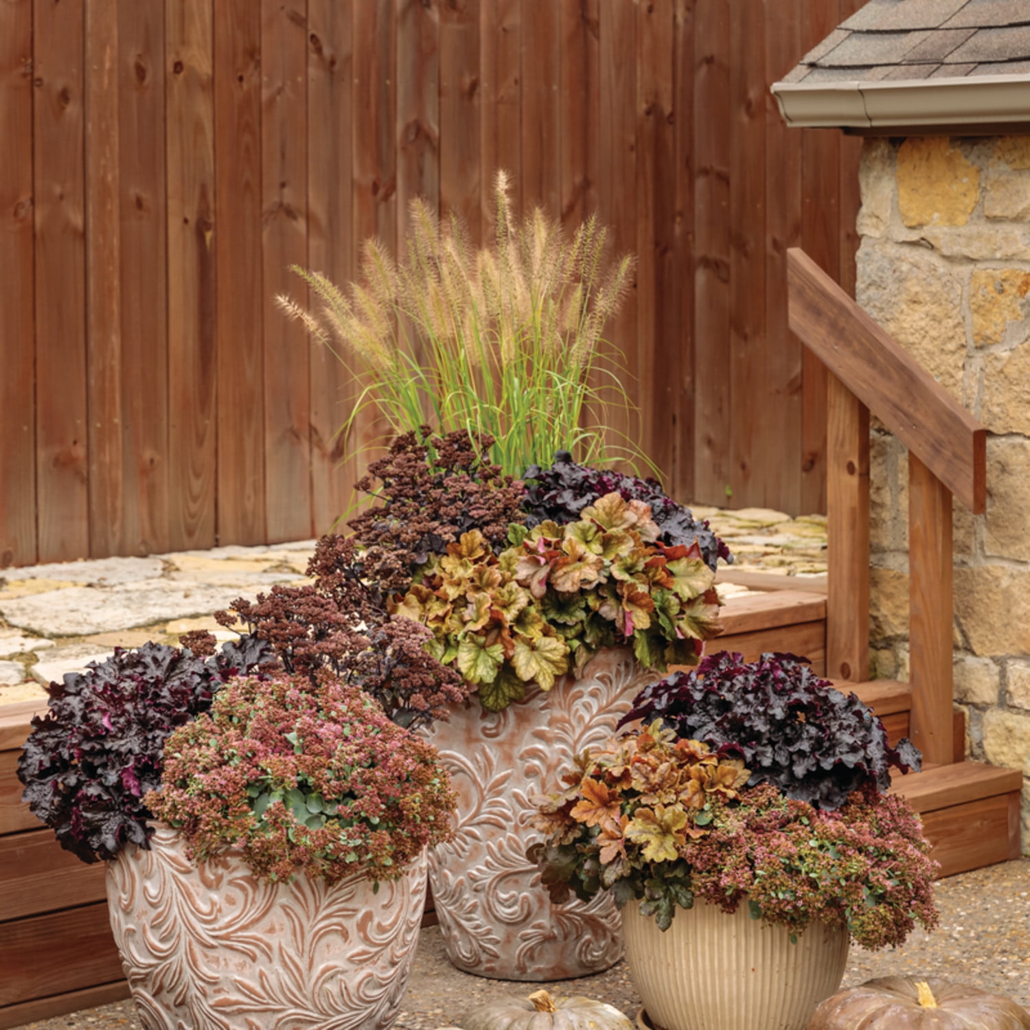 Proven Winners 6" Red Rock 'N Grow 'Back in Black' Stonecrop Live Plant in 6.5" Pot
