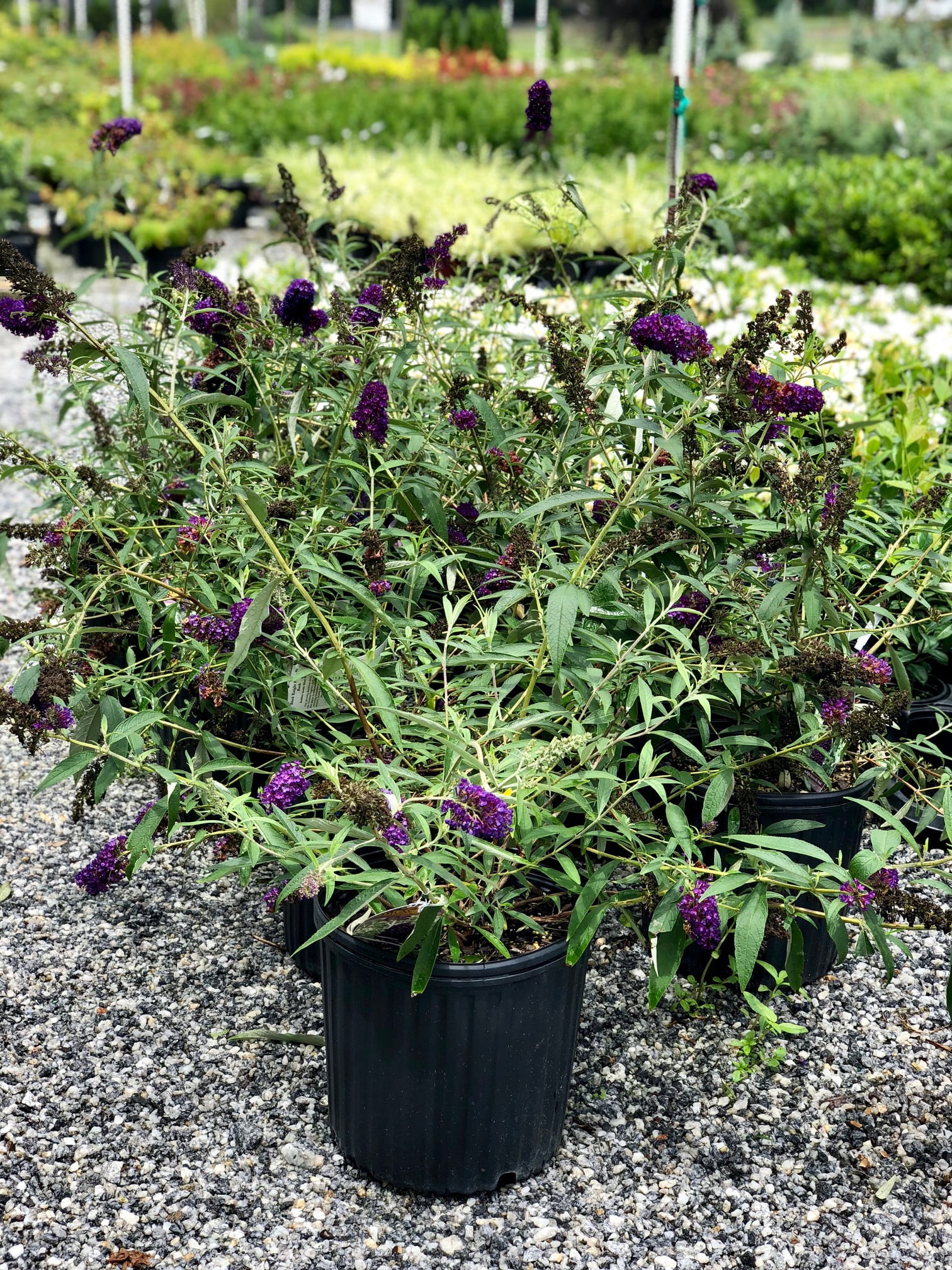 Black Knight Butterfly Bush ( Buddleia ) - Live Plant ( 2.5 QT )