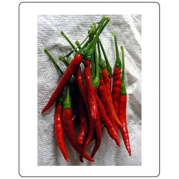 Pepper HOT Chili De Arbol Great Heirloom Vegetable By Seed Kingdom 1/4 Lb Seeds