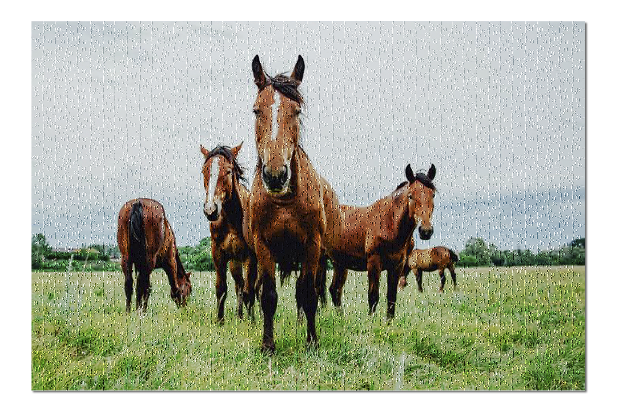Wild Horses in Meadow 9002775 (20x30 Premium 1000 Piece Jigsaw Puzzle