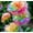b, variant on Peonies for planting (natural, not artificial)—fast-germinating, easy-to-grow ornamental plants that make for delightful garden accents and are deer-resistant.