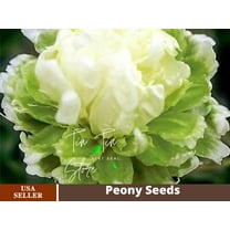10 Rare Seeds| Green Halo Peony Seeds #B019 |BUY 3 GET 1 FREE|