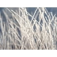 thumbnail image 2 of Frank, Assaf 14x12 White Modern Wood Framed Museum Art Print Titled - Frost on Grass, 2 of 4