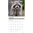 thumbnail image 3 of Willow Creek Press, Rascally Raccoons 2025 Wall Calendar, 3 of 4