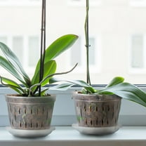 WHAMVOX 5 Sets of Orchid Pot with Tray Garden Planter Pot for Indoor and Outdoor Good Air Circulation Garden Planter