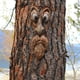 thumbnail image 3 of 3 Piezas Viejo Hombre árbol Hugger Jardín Libre árbol Cara Escultura Jardín Cola comedero para pájaros de árboles, 3 of 8