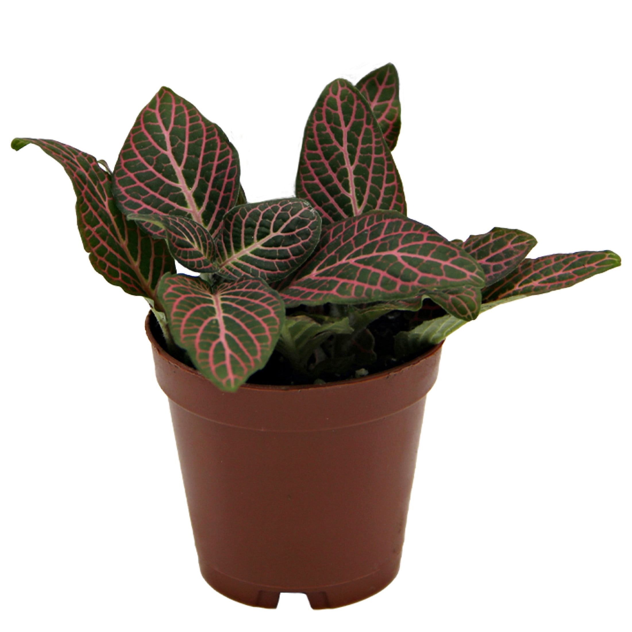 ReptiCulture Pink Fittonia Tropical 2" Pot 3 pk