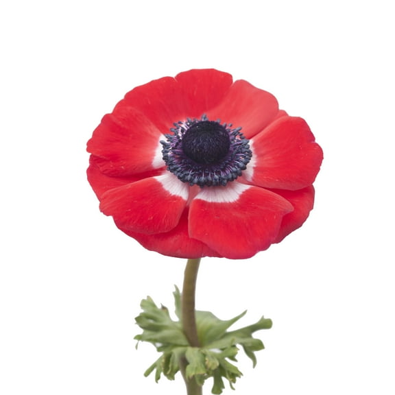 Red Anemones - Fresh Cut - 300 Stems
