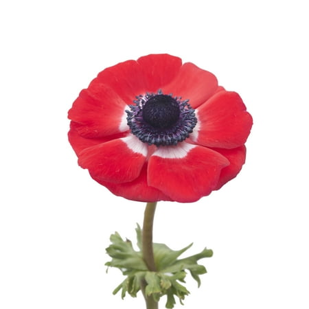 Anemones 140 Stems of Red Farm Direct Fresh Cut Flowers by Bloomingmore Anemones 140 Stems of Red Farm Direct Fresh Cut Flowers by Bloomingmore