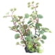 thumbnail image 1 of Decoración De Plantas De Paisajismo De Acuario Planta De Simulación De Tanque De Peces Natural Hermosa Estable Estable Para Acuario Para Pecera ANGGREK Mascotas, 1 of 8