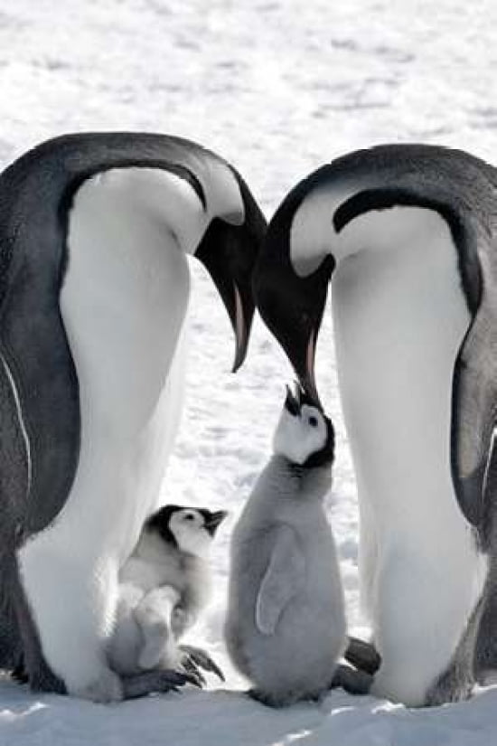 Snow Hill Island Family Canvas Art - Danita Delimont ()