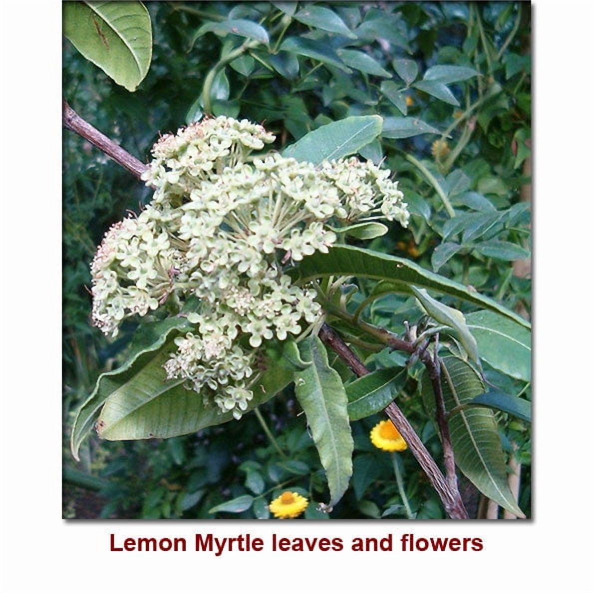 Lemon Myrtle Essential Oil 1 fl oz (30 ml) - 100% Pure and Natural by Silky Scents