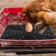 thumbnail image 4 of ADDHAT Colchoneta Para Huevos De Gallinas Ideal Para Uso Doméstico Y Fácil Mantenimiento, 4 of 8