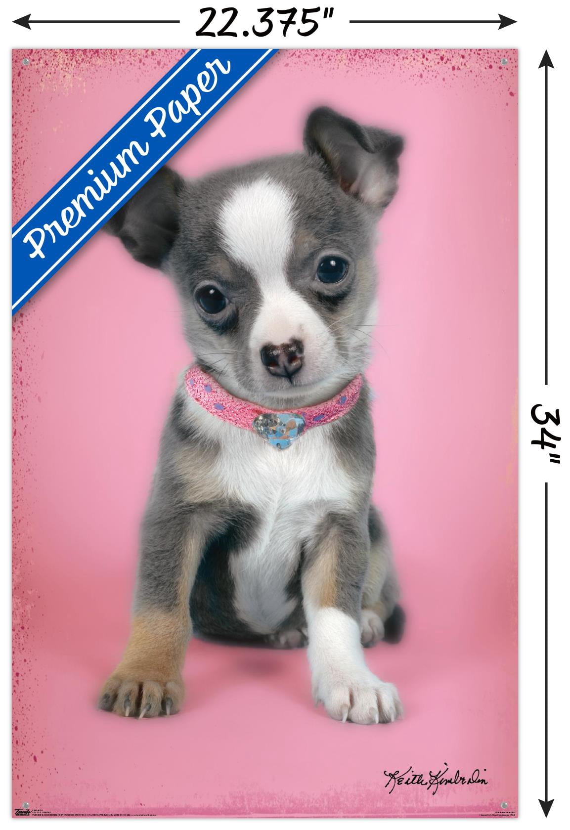 Keith Kimberlin - Puppy on Pink Background Wall Poster with Push Pins, 22.375" x 34"