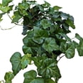 thumbnail image 3 of Live Ivy Plant, Hedera Helix, English Ivy, Trailing Indoor Plant, Housewarming Gift, Plant Lover Gift, Live Home Decor, Father's Day Gift Plant in 6" Pot, 3 of 5