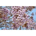 thumbnail image 3 of 400 Royal PAULOWNIA EMPRESS TREE Tomentosa Flower Seeds, 3 of 9