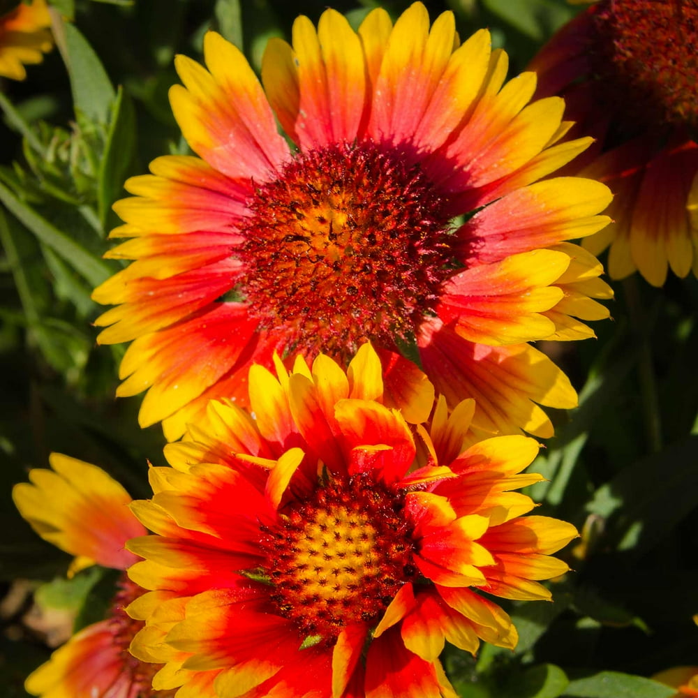 Indian Blanket Gaillardia Wildflower Seeds 1 Oz Annual Wild Flower
