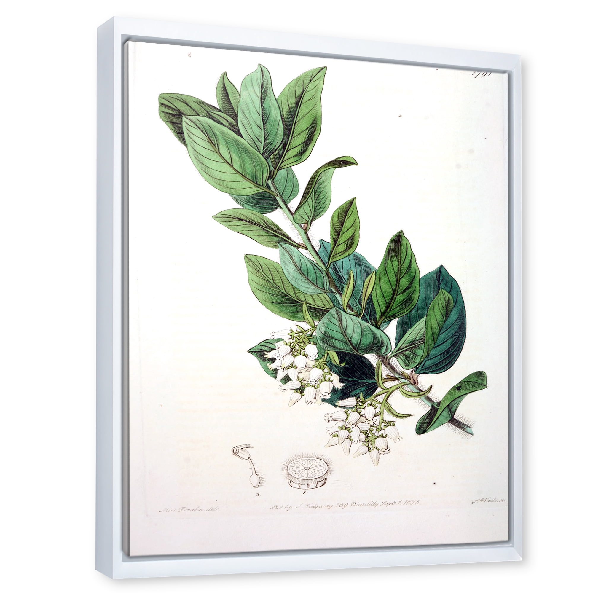 Designart 'Ancient Botanicals XX' Traditional Framed Canvas Wall Art Print