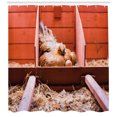 thumbnail image 3 of Ambesonne Farm Animal Shower Curtain, Hen in Cage with Eggs, 69"Wx75"L, Multicolor, 3 of 3