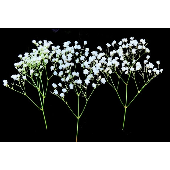 5,000 Baby's Breath Seeds for Planting - Easy to Grow Annual Flowers