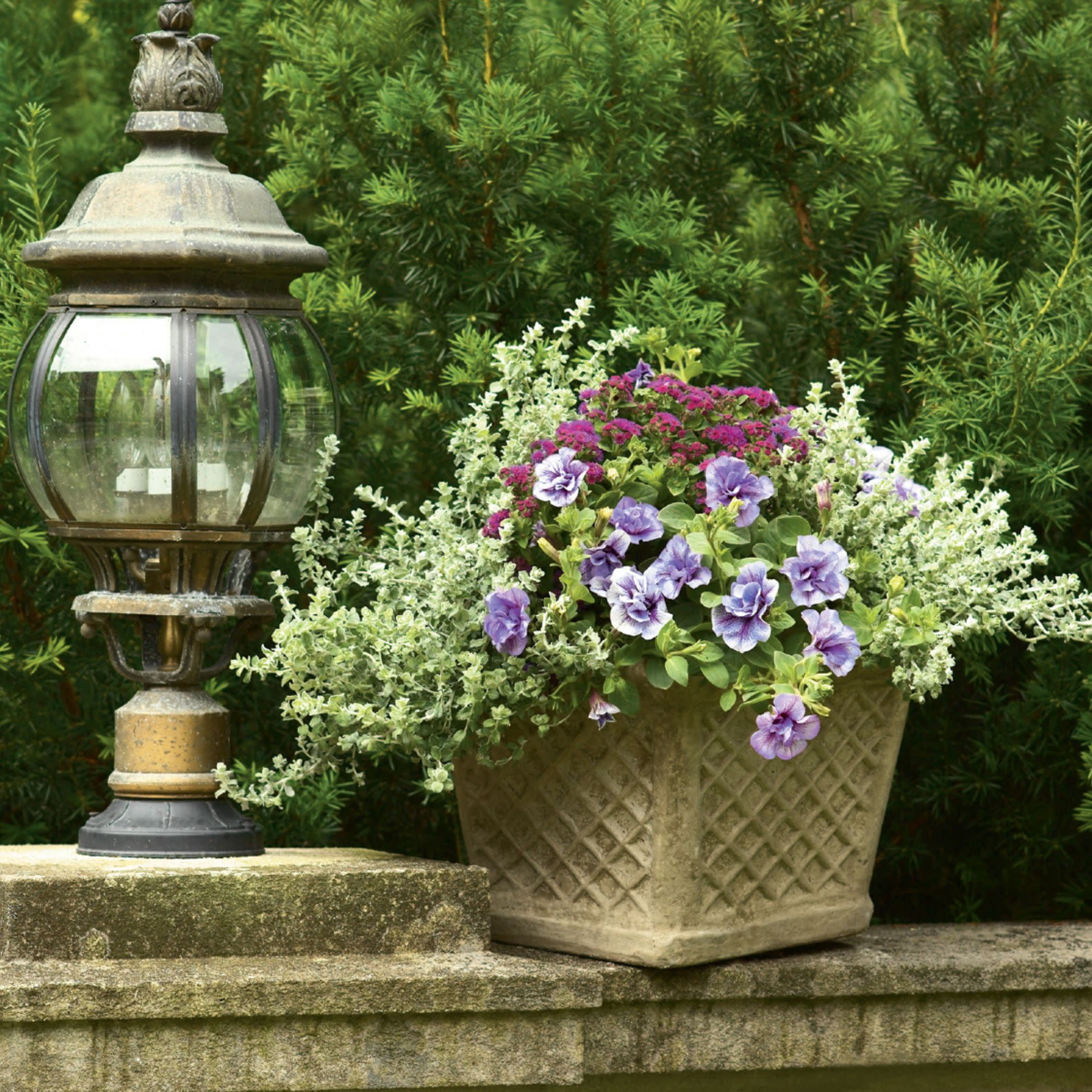 Proven Winners 4" Purple Superbells Double Twilight Calibrachoa Live Plant in 4.25" Pot (4 Count)