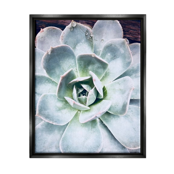 Stupell Industries Succulent Leaves Water Droplets Botanical & Floral Photography Black Floater Framed Art Print Wall Art