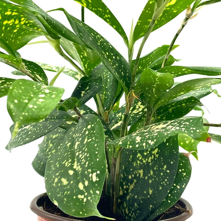 Dracaena Surculosa, 4 inch, Gold dust, Japanese Bamboo, Spotted Leaf -  Walmart.com