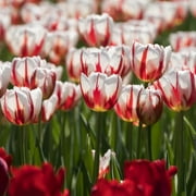 Sweet Sorbet Mixed Tulips, 16 Bulbs- Red, Pink & White Flowers - Attracts Bees & Butterflies - Spring Blooming, Easy to Grow & Maintain