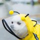 thumbnail image 3 of 1 PC PET BEE BEE Formado Lluvia Slicker Capucha Impermeable Con estilo Mascota Impermeable Para Perro, 3 of 6