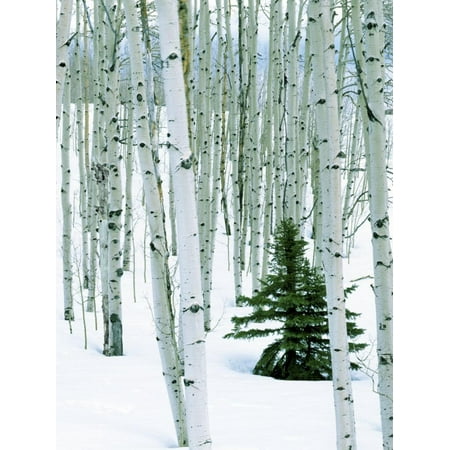 Aspen Grove Fine Art Fir in Aspen grove, Dixie National Forest, Utah, USA Print Wall Art By Charles Gurche ()