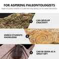 thumbnail image 5 of GETAJGHSD Paleontology Specimens Stromatoporoid Dark Brown 5Pcs For Home Decoration, 5 of 8