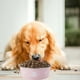 thumbnail image 5 of Acero inoxidable Slip Pet Bowl Universal Bowl y gatos derrame cuenca de alimentación cuenco de agua de grado alimenticio duradero gato y el cuenco de comida para perros, 5 of 6