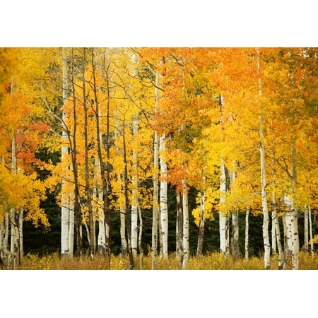 USA Colorado Near Steamboat Springs Line Of Fall-Colored Aspen Trees Buffalo Pass Poster Print (8 x