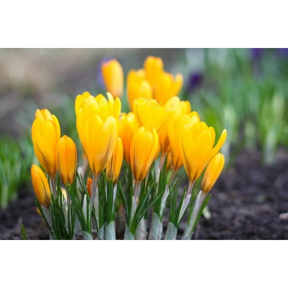 Golden Yellow Crocus Bulbs for Planting - Perennial Garden Flowers (5 Bulbs)