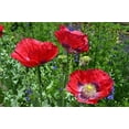 thumbnail image 2 of Sherwood's Seeds 100 Red Poppy Plant Seeds, A honeybee favorite, 2 of 2