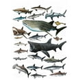 thumbnail image 2 of Sharks Of The World Anime Graphic Print 100% Cotton T-shirt, Boys Casual Fashion Round Neck Short Sleeve 100% Cotton T-shirt Spring Summer, Boys' Daily Life Clothing, 2 of 7