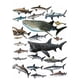 thumbnail image 2 of Sharks Of The World Anime Graphic Print 100% Cotton T-shirt, Boys Casual Fashion Round Neck Short Sleeve 100% Cotton T-shirt Spring Summer, Boys' Daily Life Clothing, 2 of 7
