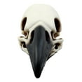 thumbnail image 2 of Ebros Edgar Poe Gothic Raven Skull Statue 7"Long Crow Scavenger Bird Ossuary Figurine Corvus Corax Fossil Sculptural, 2 of 5