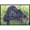 thumbnail image 1 of Carolines Treasures SS8872MAT Tapis d'Extérieur Intérieur Newfoundland - 18 x 27 Po, 1 of 4