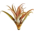 thumbnail image 3 of It Blooms  Rainforest Grown  Extra Large Capitata Peach  Air Plant - Live Tillandsia - 5 to 10 inches - 30 Day Guarantee, 3 of 4