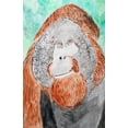 thumbnail image 2 of Derr, Wynn 10x14 White Modern Wood Framed Museum Art Print Titled - Bornean Orangutan, 2 of 4
