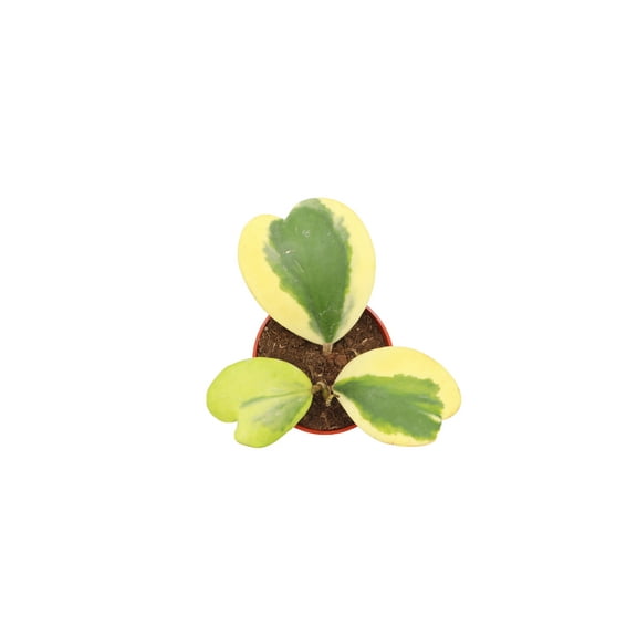 Hoya Kerrii Variegated 3 leaves-- 4" from California Tropicals