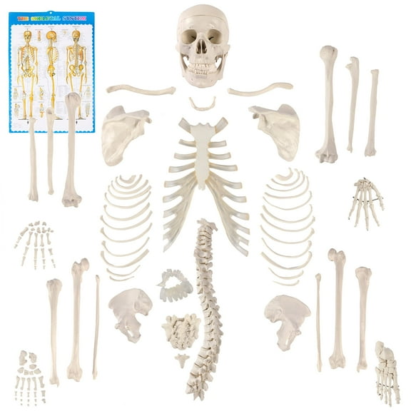 Skeleton Disarticulated Human