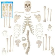 Skeleton Disarticulated Human